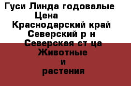Гуси Линда годовалые › Цена ­ 1 000 - Краснодарский край, Северский р-н, Северская ст-ца Животные и растения » Птицы   